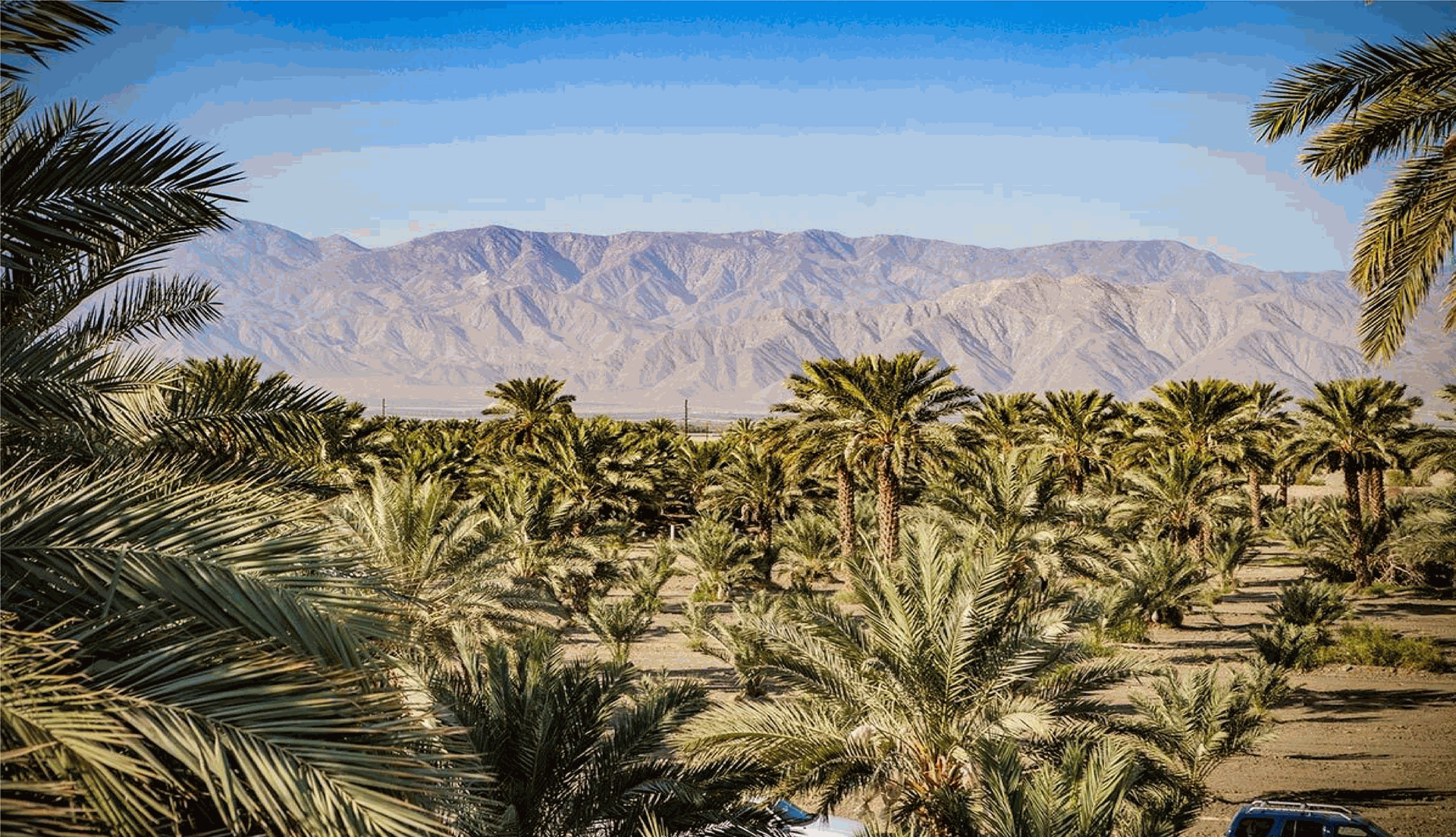 MEDJOOL DATES  JORDAN
