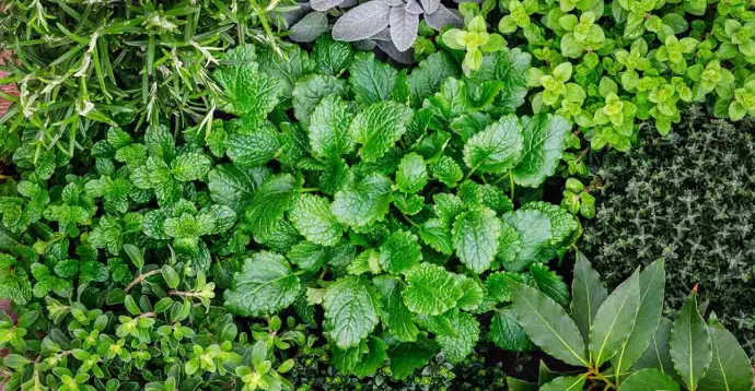 JORDANIAN AND PALESTINIAN HERBS