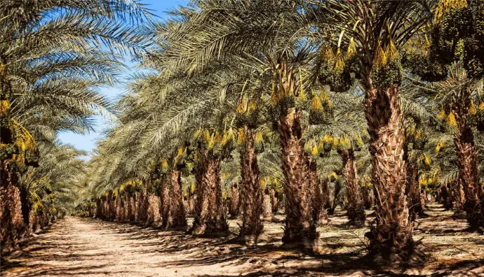 MEDJOOL DATES  PALESTINE